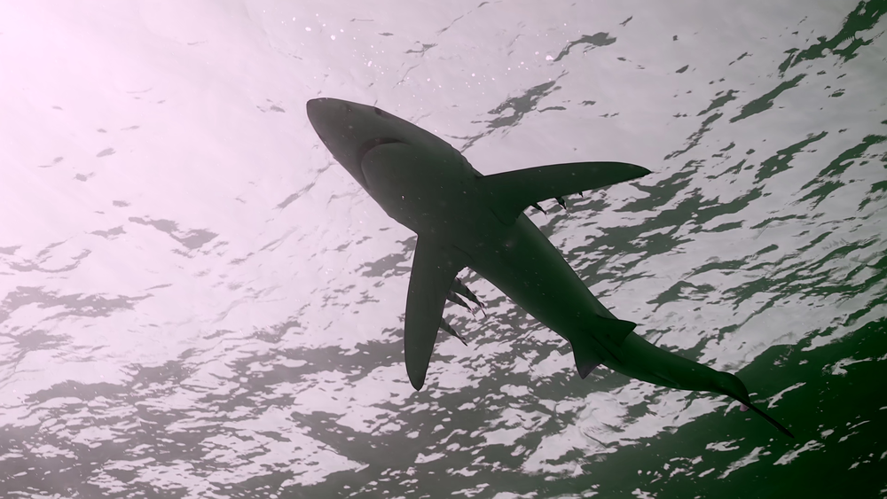 图片[6]-[BT下载][摄影师贝尔蒂与海豚零距离][WEB-MKV/5.19GB][简繁英字幕][4K-2160P][杜比视界版本][H265编码][流媒体][DreamHD]-影音屋