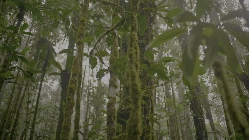 图片[6]-[BT下载][探险家：攀登特普伊山脉][WEB-MKV/6.61GB][国英多音轨/简繁英字幕][4K-2160P][HDR+杜比视界双版本][H265编码][流媒体]-影音屋