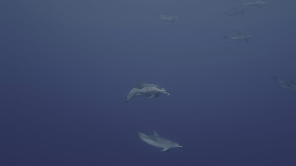 图片[7]-[BT下载][摄影师贝尔蒂与海豚零距离][WEB-MKV/5.10GB][简繁英字幕][4K-2160P][HDR版本][H265编码][流媒体][DreamHD]-影音屋