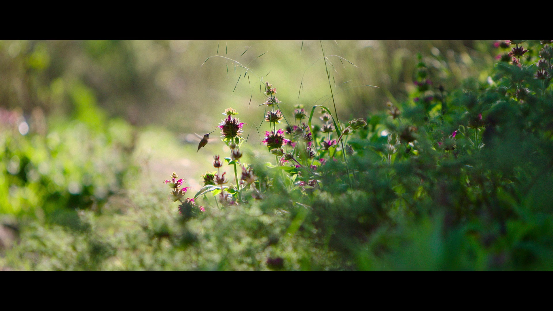 图片[2]-[BT下载][最大的小小农场：回归][WEB-MKV/1.66GB][国英多音轨/简繁英字幕][1080P][流媒体][PandaQT]-影音屋