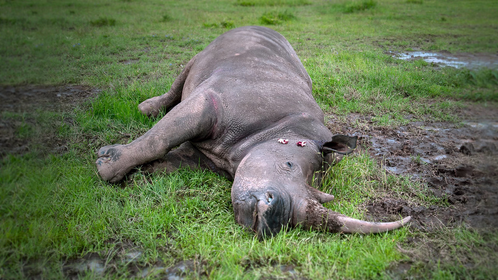 图片[6]-[BT下载][The.Last.Rhinos:.A.New.Hope][WEB-MKV/3.68GB][无字片源][4K-2160P][H265编码][流媒体][DreamHD]-影音屋