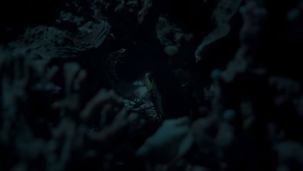 图片[5]-[BT下载][海豚礁][WEB-MP4/2.09GB][中文字幕][4K-2160P][H265编码][流媒体][PandaQT]-影音屋