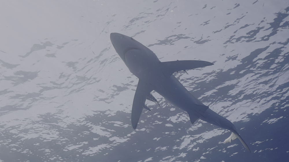 图片[6]-[BT下载][摄影师贝尔蒂与海豚零距离][WEB-MKV/5.10GB][简繁英字幕][4K-2160P][HDR版本][H265编码][流媒体][DreamHD]-影音屋