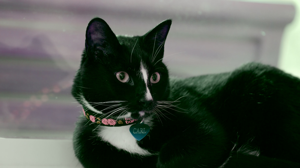 图片[2]-[BT下载][喵星人的奇思妙想][WEB-MKV/9.11GB][简繁英字幕][4K-2160P][杜比视界版本][H265编码][流媒体][QuickIO]-影音屋