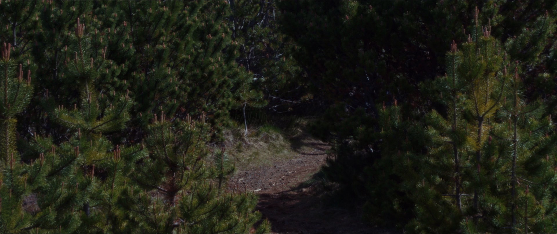 图片[7]-[BT下载][拿破仑行动][BD-MKV/7.36GB][国英多音轨/中文字幕][1080P][H265编码][蓝光压制][ParkHD]-影音屋