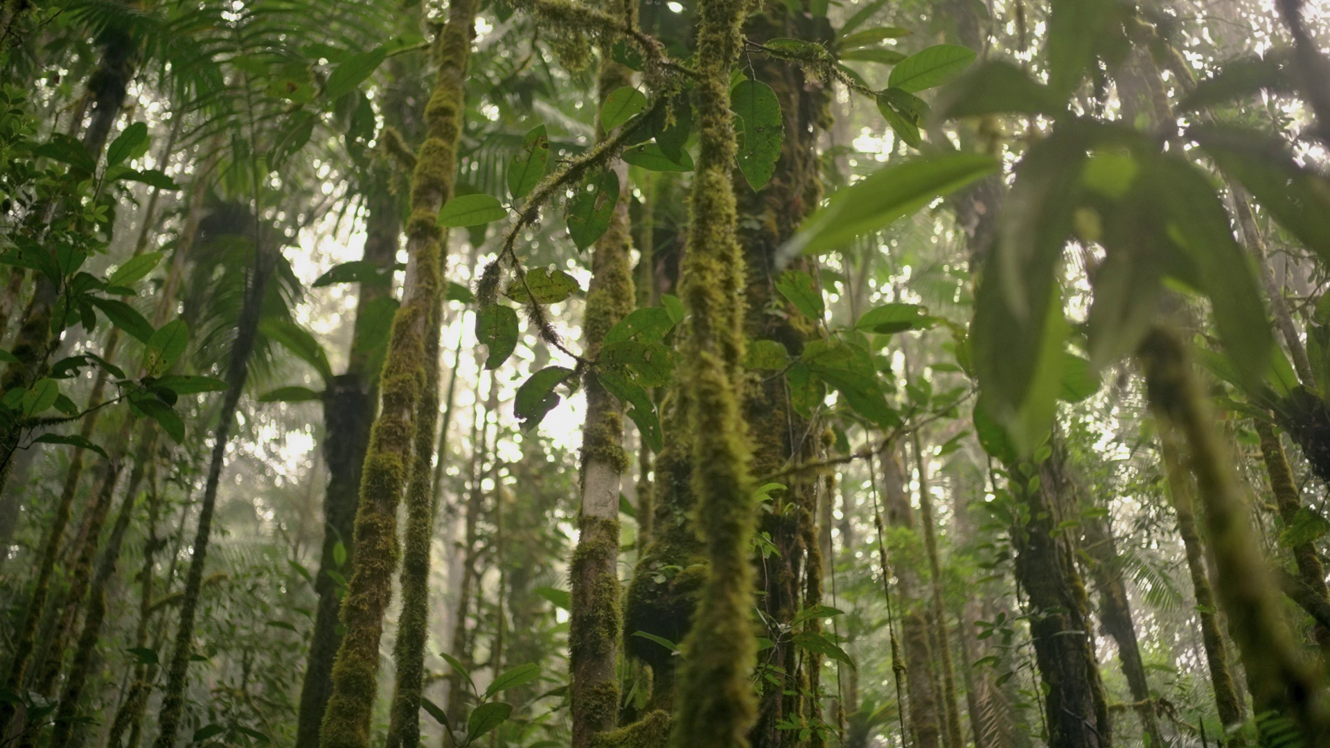 图片[6]-[BT下载][探险家：攀登特普伊山脉][WEB-MKV/3.31GB][国英多音轨/简繁英字幕][1080P][流媒体][PandaQT]-影音屋