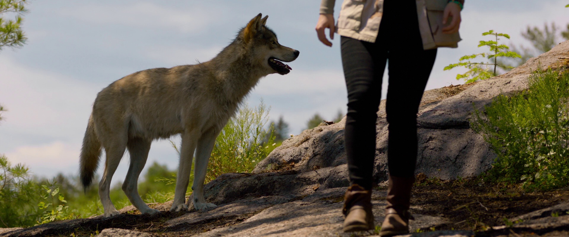 图片[7]-[BT下载][狮子与狼][BD-MKV/8.45GB][简繁英字幕][1080P][蓝光压制][QuickIO]-影音屋