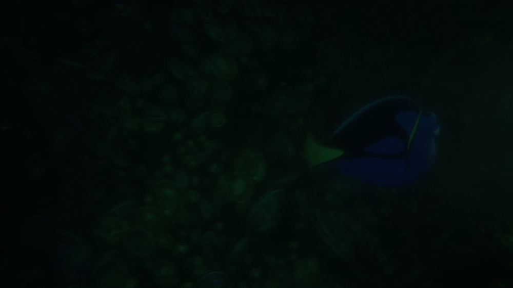 图片[5]-[BT下载][海底总动员2：多莉去哪儿][WEB-MKV/17.19GB][无字片源][4K-2160P][H265编码][流媒体][PandaQT]-影音屋