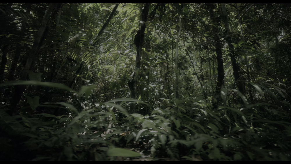 图片[5]-[BT下载][迷失丛林][WEB-MKV/10.03GB][简繁英字幕][4K-2160P][HDR版本][H265编码][流媒体][DreamHD]-影音屋