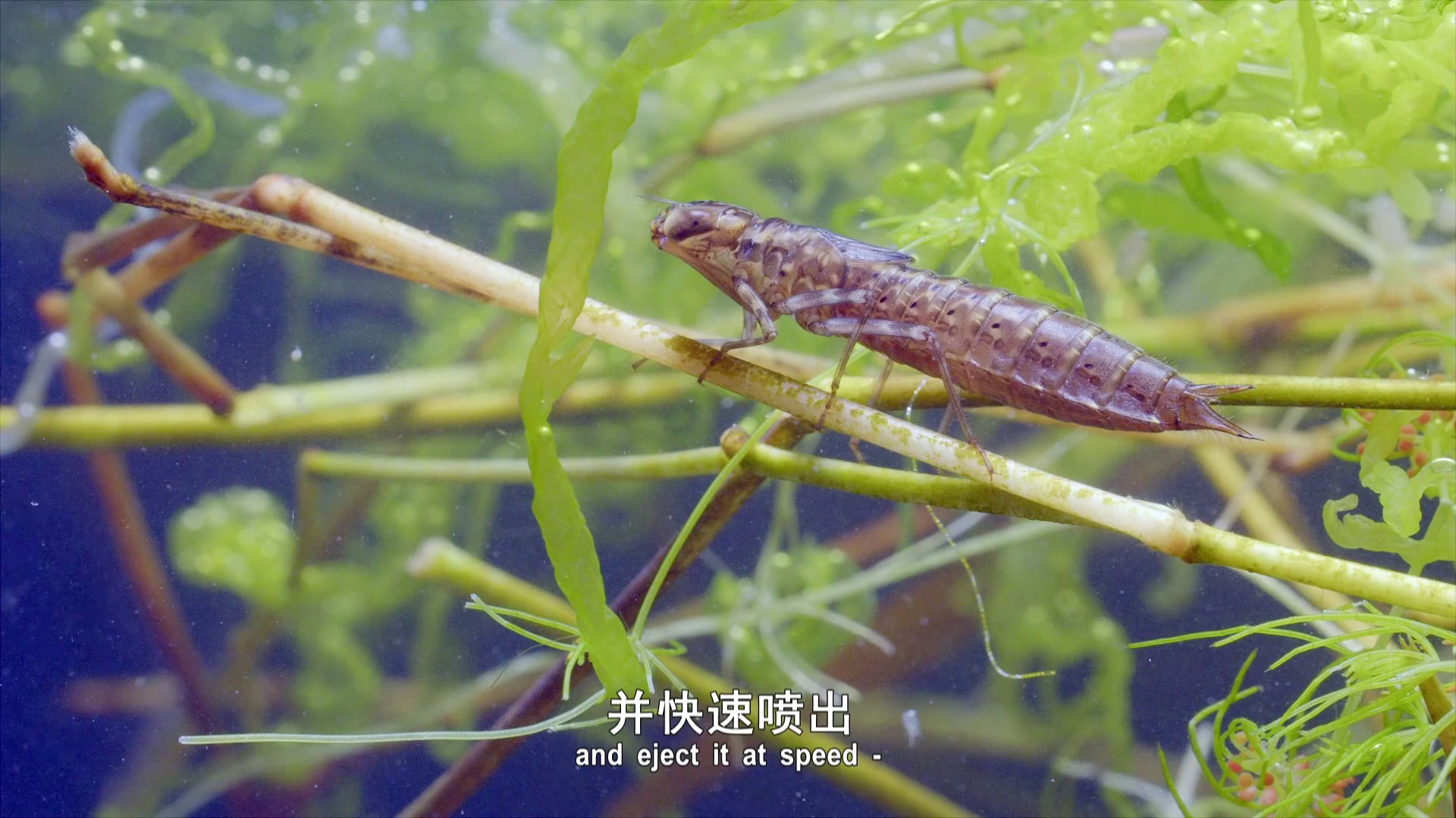 图片[4]-[BT下载][动物封神榜 第一季][全5集][WEB-MKV/4.11G][中文字幕][1080P][流媒体][LelveTV]-影音屋