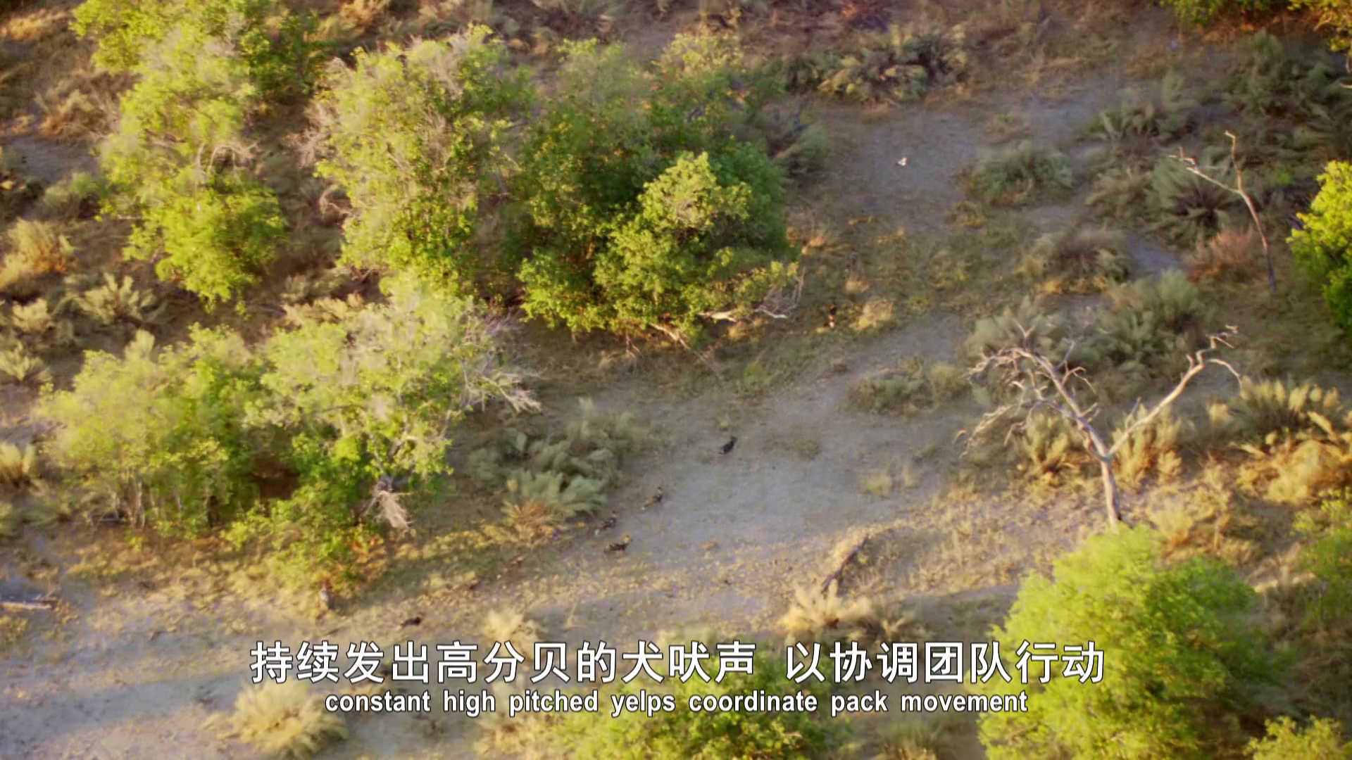 图片[7]-[BT下载][动物封神榜 第一季][全5集][WEB-MKV/4.11G][中文字幕][1080P][流媒体][LelveTV]-影音屋