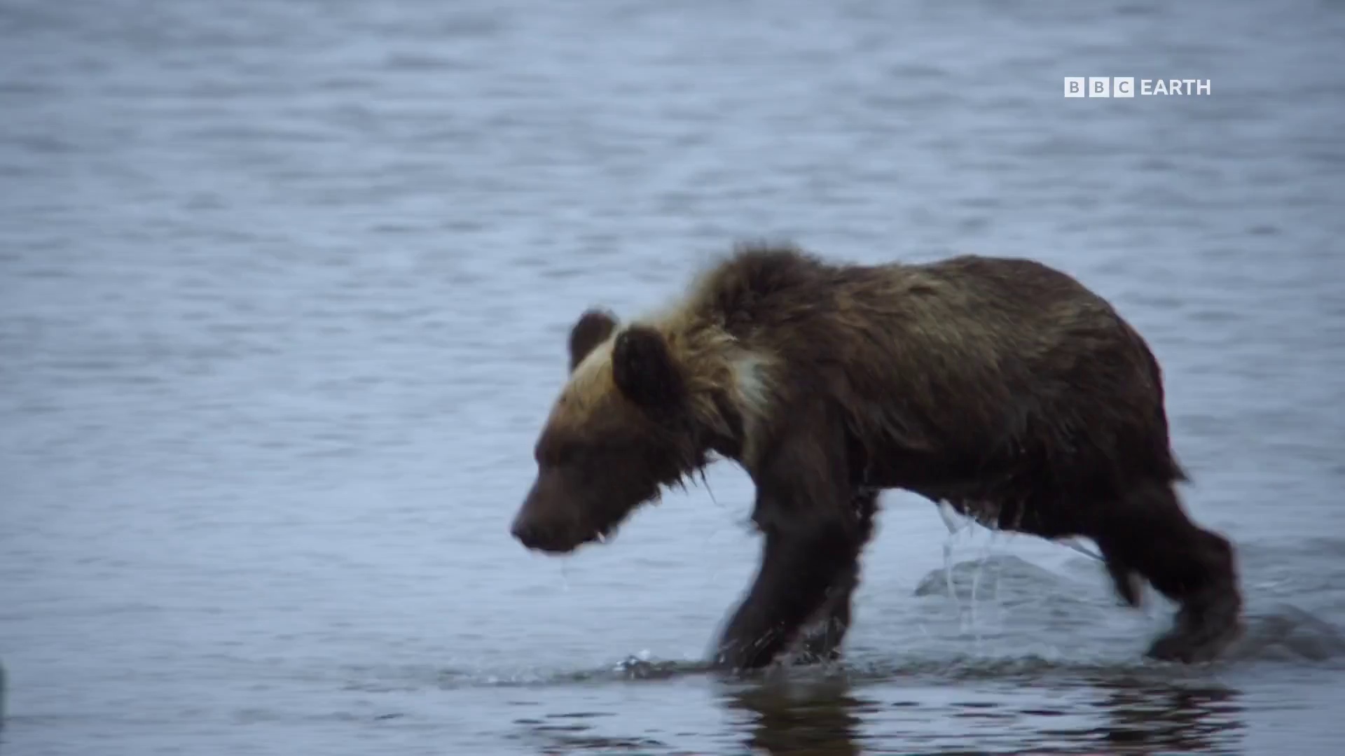 图片[5]-[BT下载][狂野日本][全3集][WEB-MKV/8.28G][中文字幕][1080P][流媒体][ZerTV]-影音屋