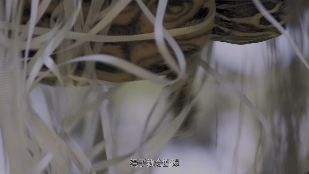 图片[6]-[BT下载][海龟故事][WEB-MKV/7.75GB][中文字幕][4K-2160P][HDR版本][H265编码][流媒体][DreamHD小组作品]-影音屋
