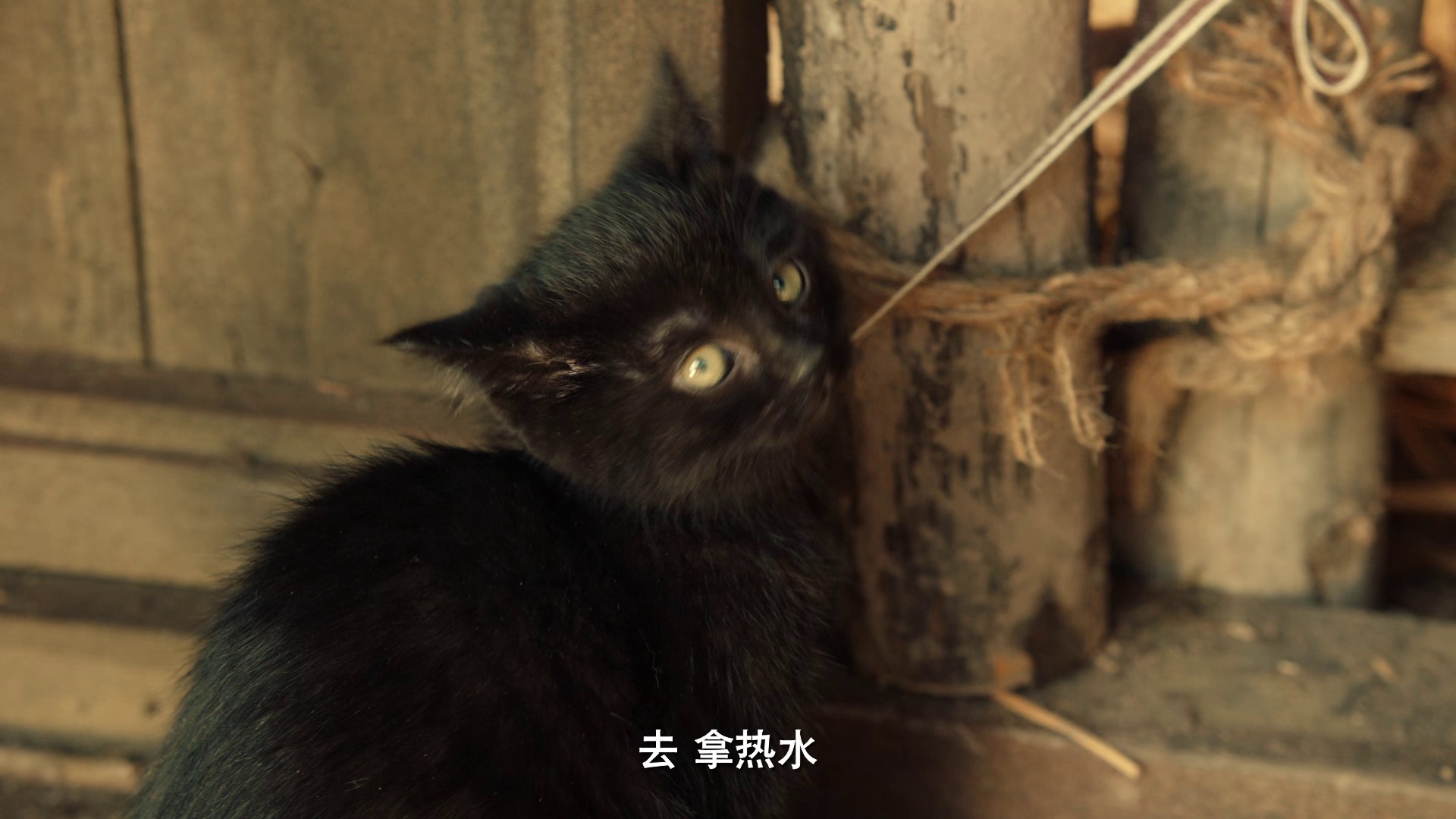 图片[3]-[BT下载][猫妖奇谭][WEB-MKV/1.83GB][国语配音/中文字幕][1080P][H265编码][流媒体][DreamHD小组作品]-影音屋