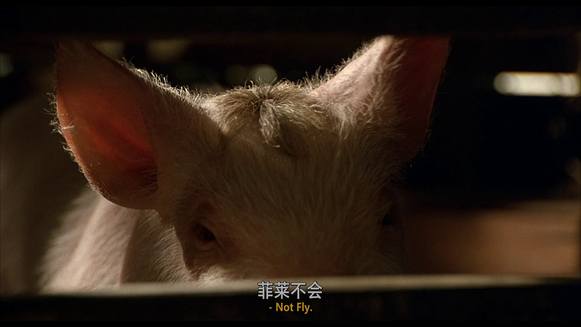 图片[3]-小猪宝贝[中文字幕/特效字幕].Babe.1995.USA.BluRay.1080p.AAC2.0.x264-DreamHD 2.64GB-影音屋