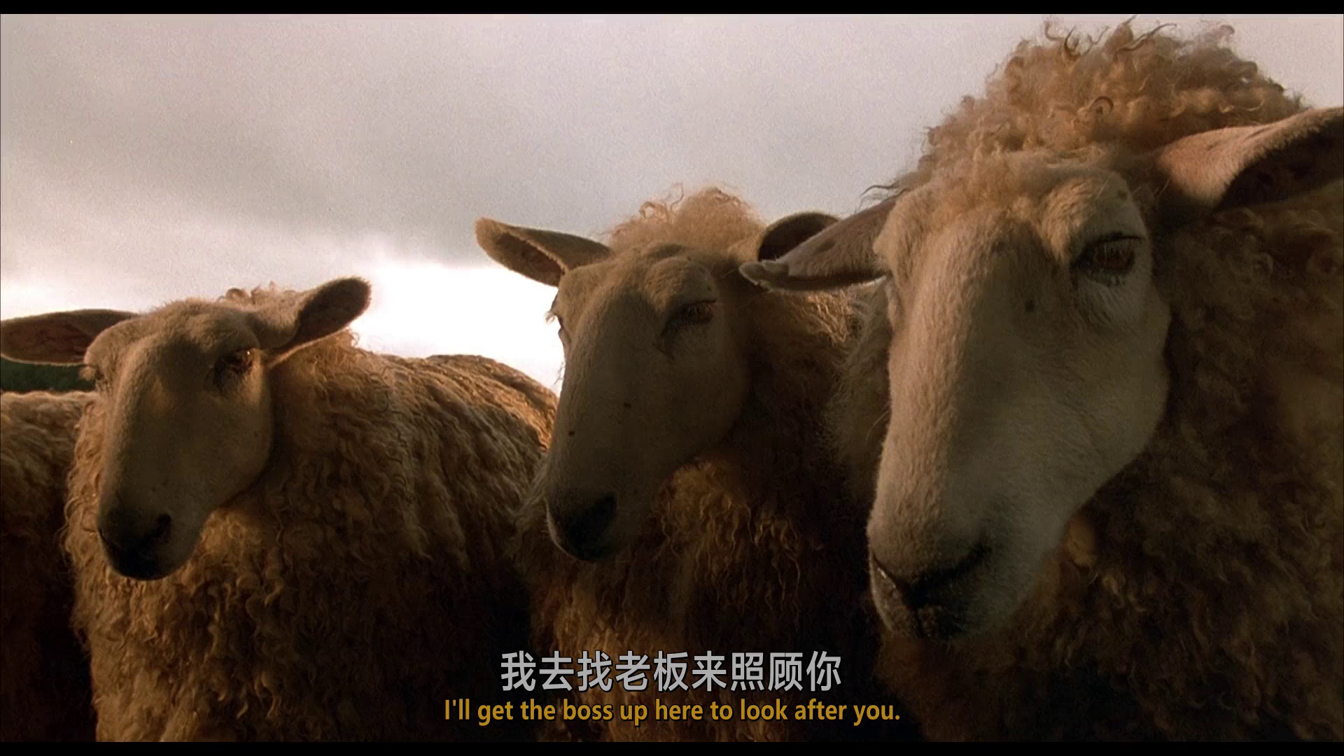 图片[6]-小猪宝贝[中文字幕/特效字幕].Babe.1995.USA.BluRay.1080p.AAC2.0.x264-DreamHD 2.64GB-影音屋