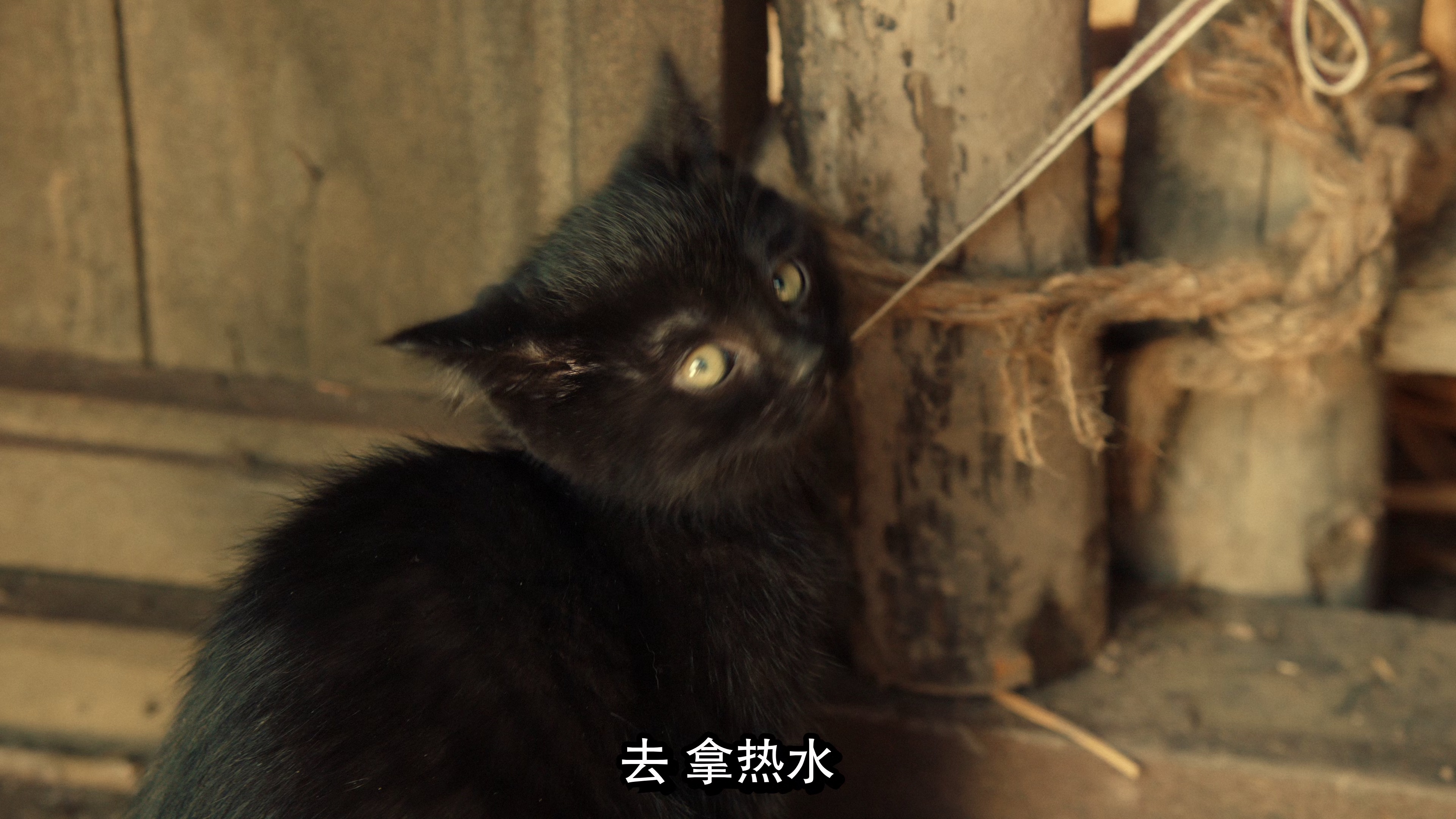 图片[3]-猫妖奇谭[60帧率版本][高码版][国语配音/中文字幕].Love.Death.and.Cat.2024.2160p.HQ.WEB-DL.H265.60fps.DDP2.0-DreamHD 15.19-影音屋