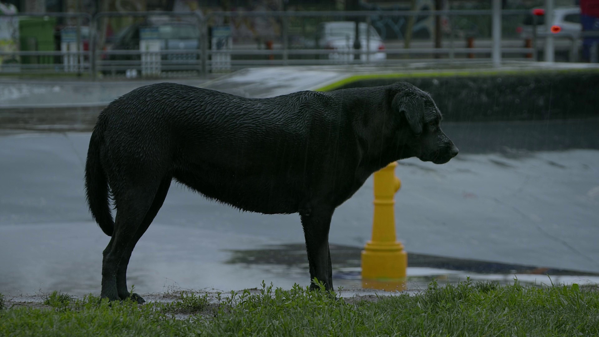 图片[4]-犬犬风尘[无字片源].Los.Reyes.2018.1080p.MUBI.WEB-DL.AAC2.0.H.264-BATWEB 3.00GB-影音屋