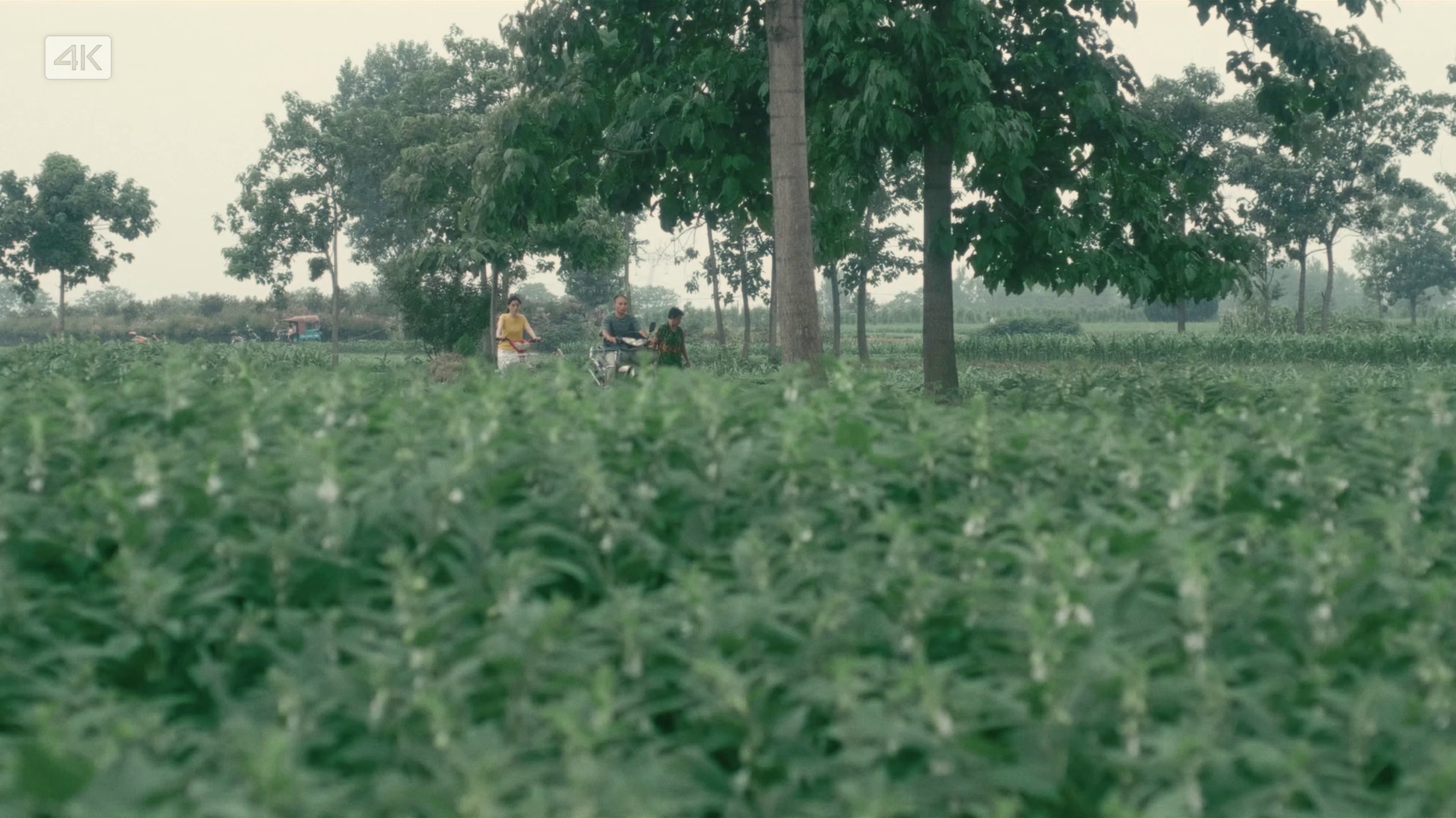 图片[5]-最后的告别[国语配音/中文字幕].The.Last.Farewell.2024.2160p.WEB-DL.AAC.H265-ParkHD 6.67GB-影音屋