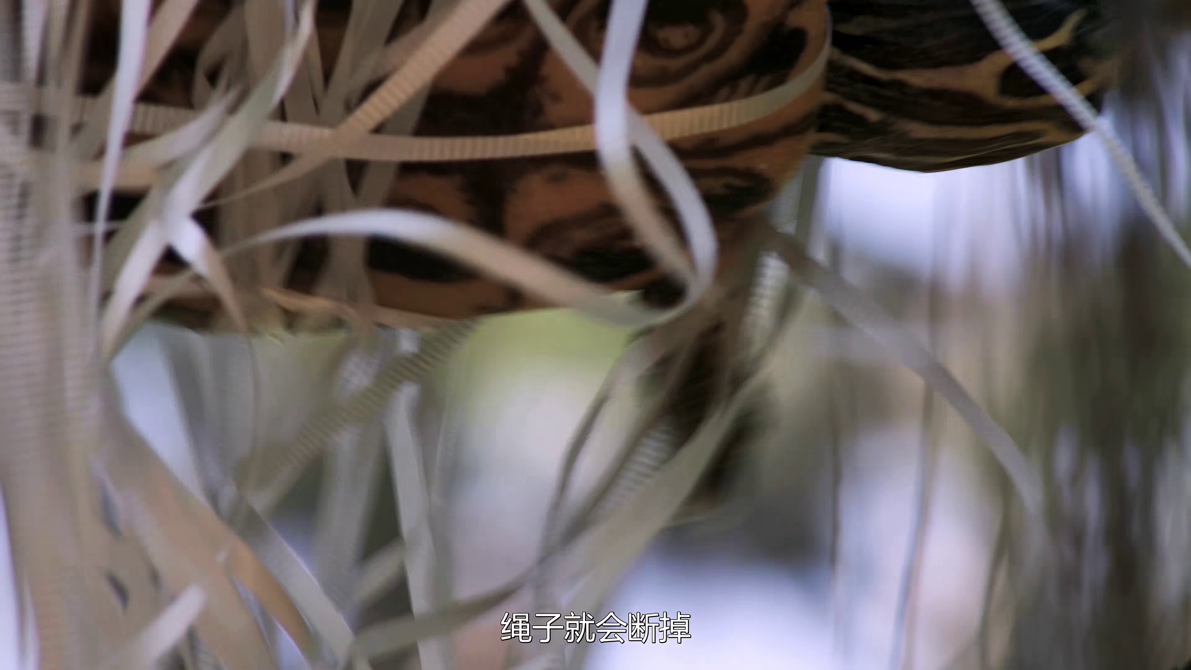 图片[6]-海龟故事[中文字幕].Turtle.Tale.2015.2160p.WEB-DL.H265.AAC-DreamHD 9.03GB-影音屋