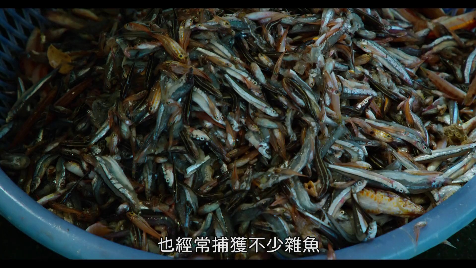 图片[5]-寻找神话之鸟[国语音轨].Enigma.The.Chinese.Crested.Tern.2021.1080p.KKTV.WEB-DL.AAC.H264-ParkHD 3.43GB-影音屋