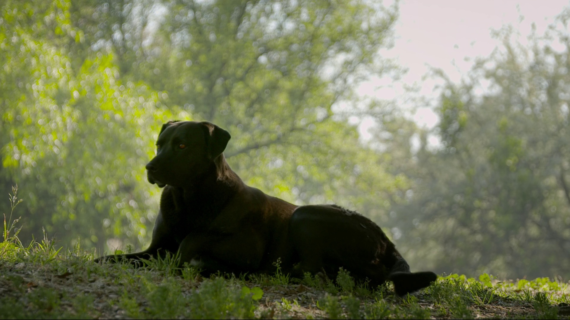 图片[8]-犬犬风尘[无字片源].Los.Reyes.2018.1080p.MUBI.WEB-DL.AAC2.0.H.264-BATWEB 3.00GB-影音屋