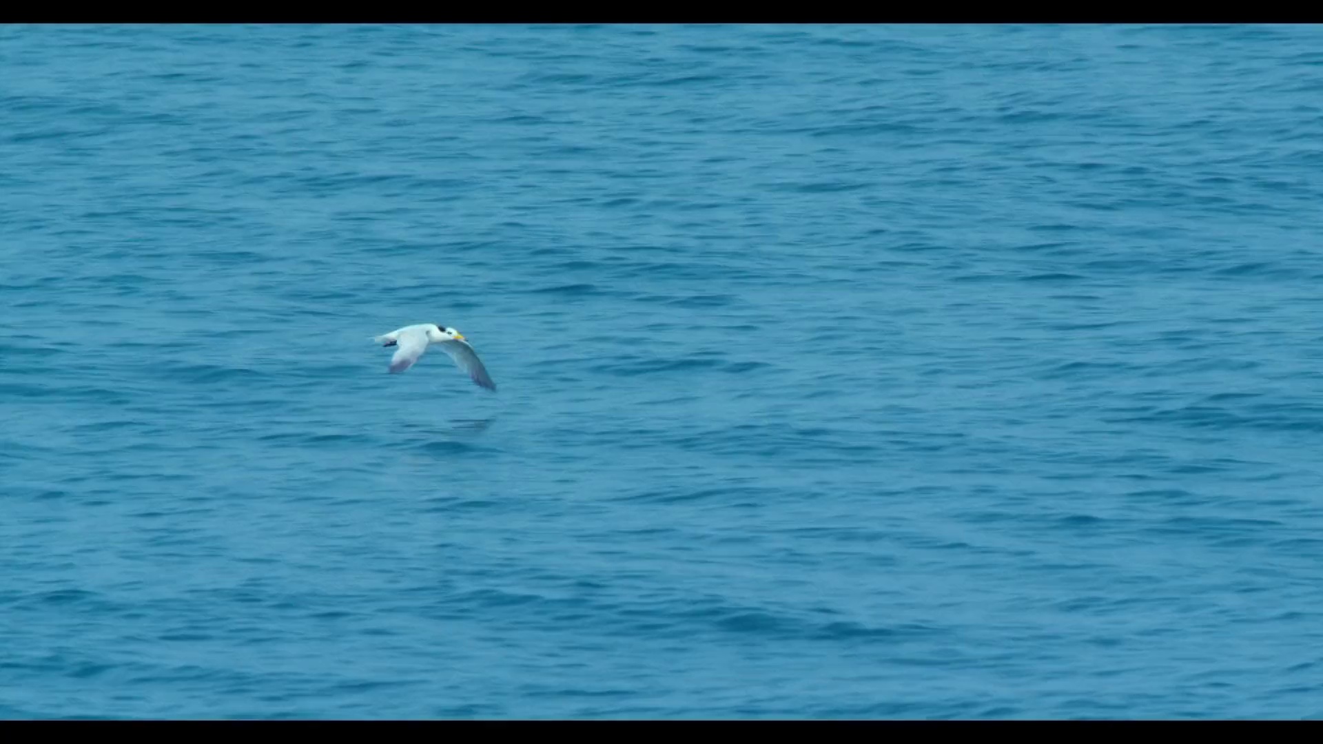 图片[4]-寻找神话之鸟[国语音轨].Enigma.The.Chinese.Crested.Tern.2021.1080p.KKTV.WEB-DL.AAC.H264-ParkHD 3.43GB-影音屋