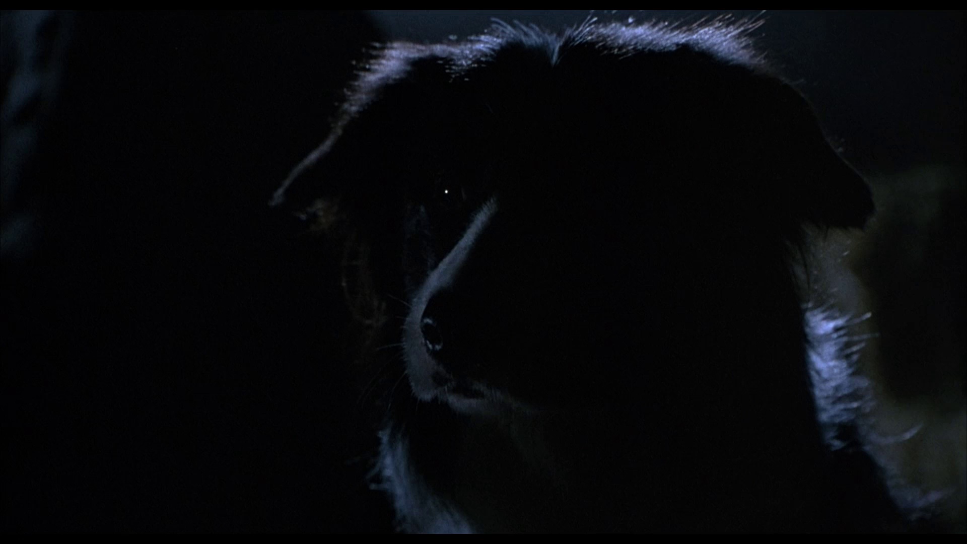 图片[7]-小猪宝贝[中文字幕/特效字幕].Babe.1995.USA.BluRay.1080p.AAC2.0.x264-DreamHD 2.64GB-影音屋